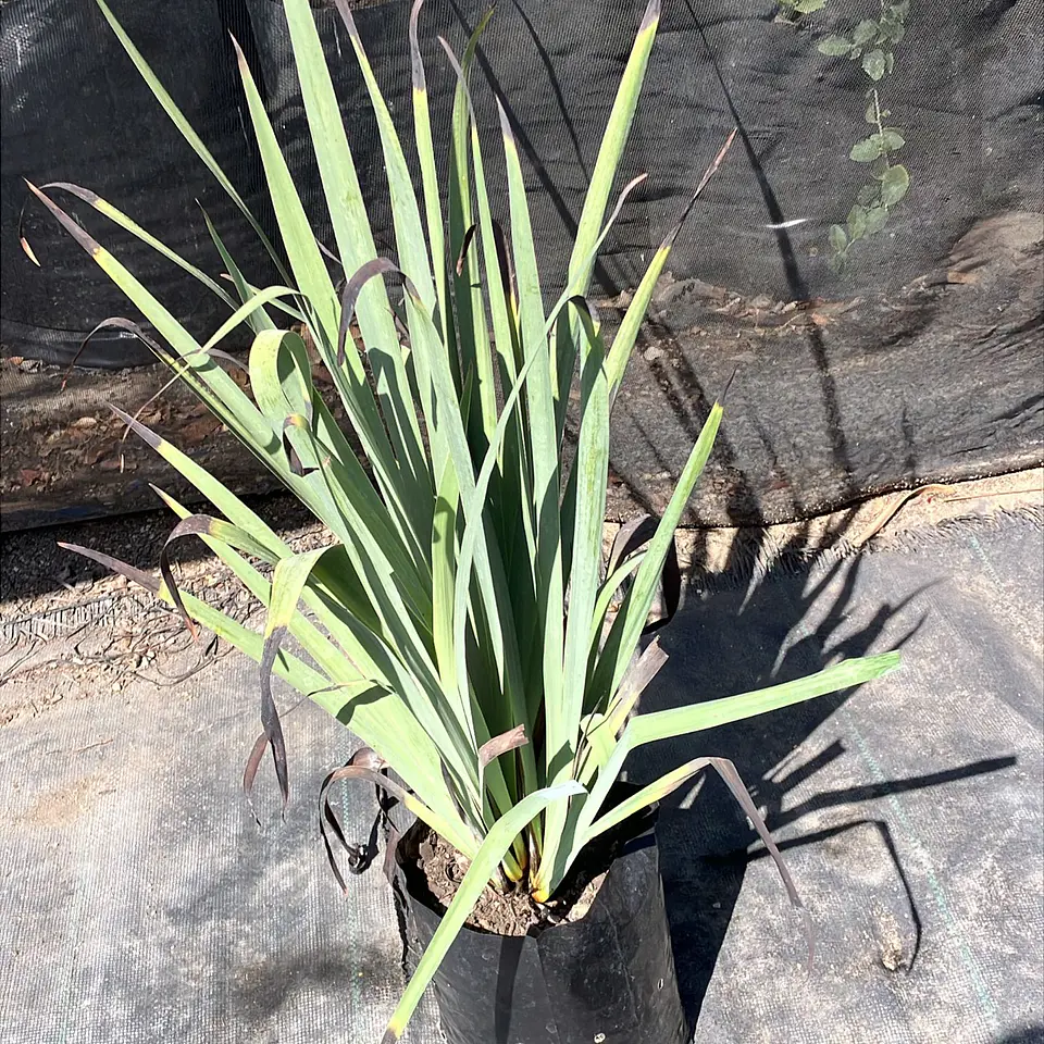 Sisyrinchium striatum amarillo 3