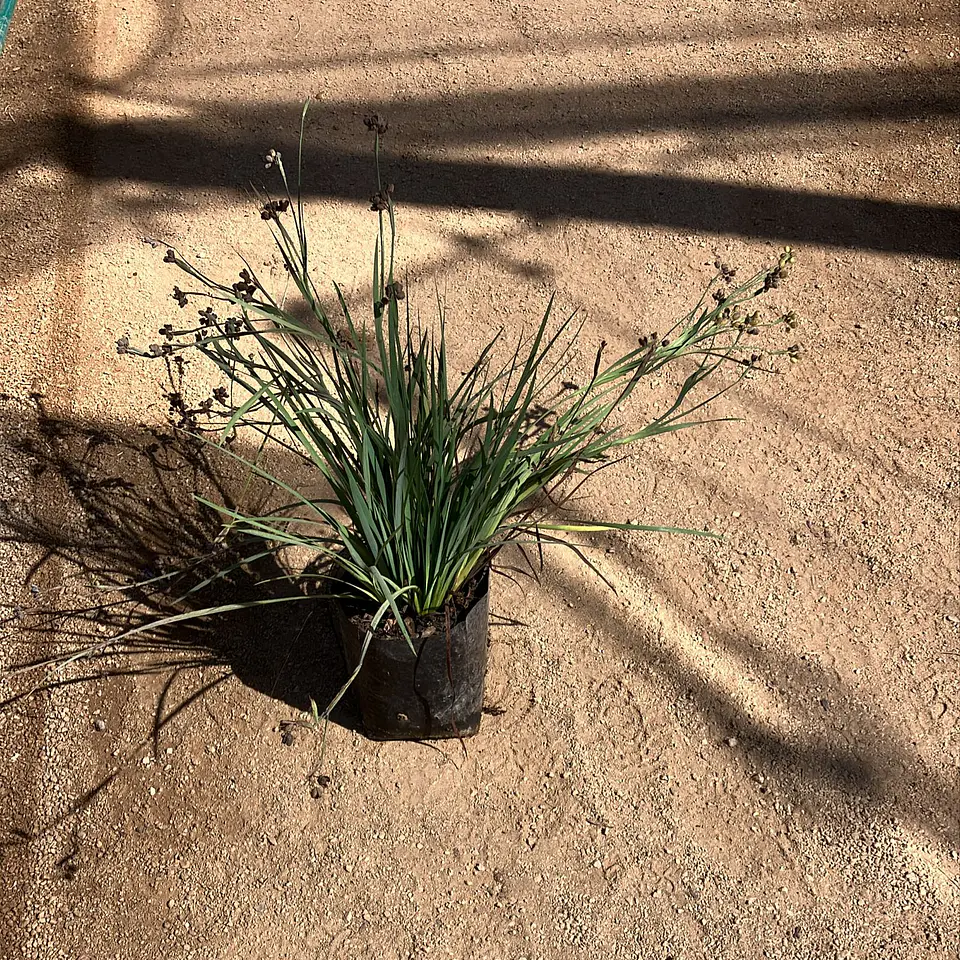 Sisyrinchium chilense azul 3