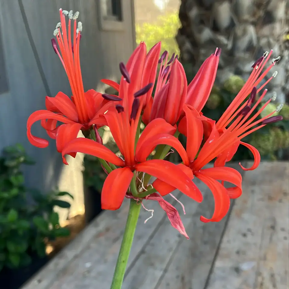 Lycoris Alto 2