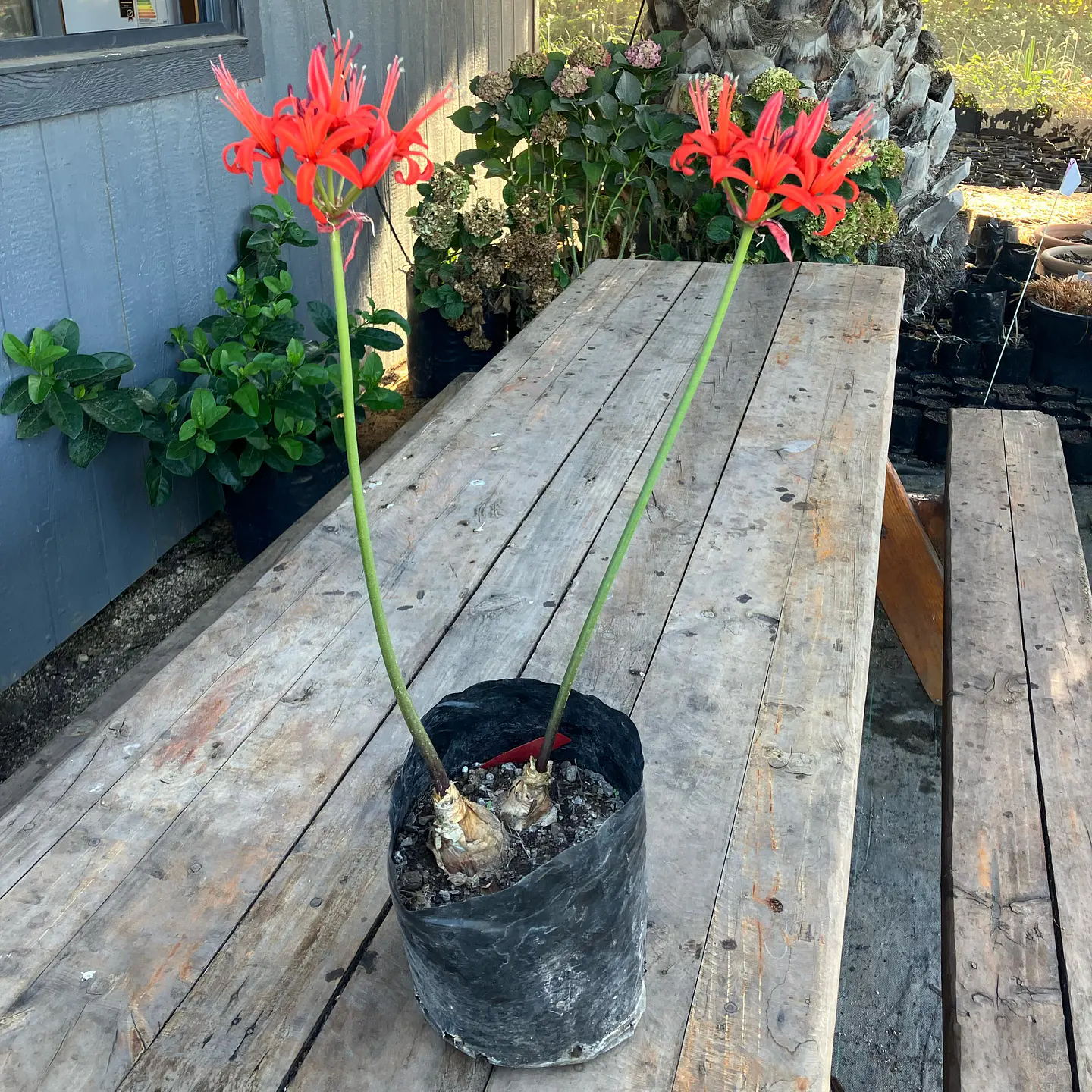 Lycoris Alto 3