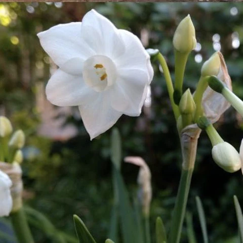 Narciso Paper White