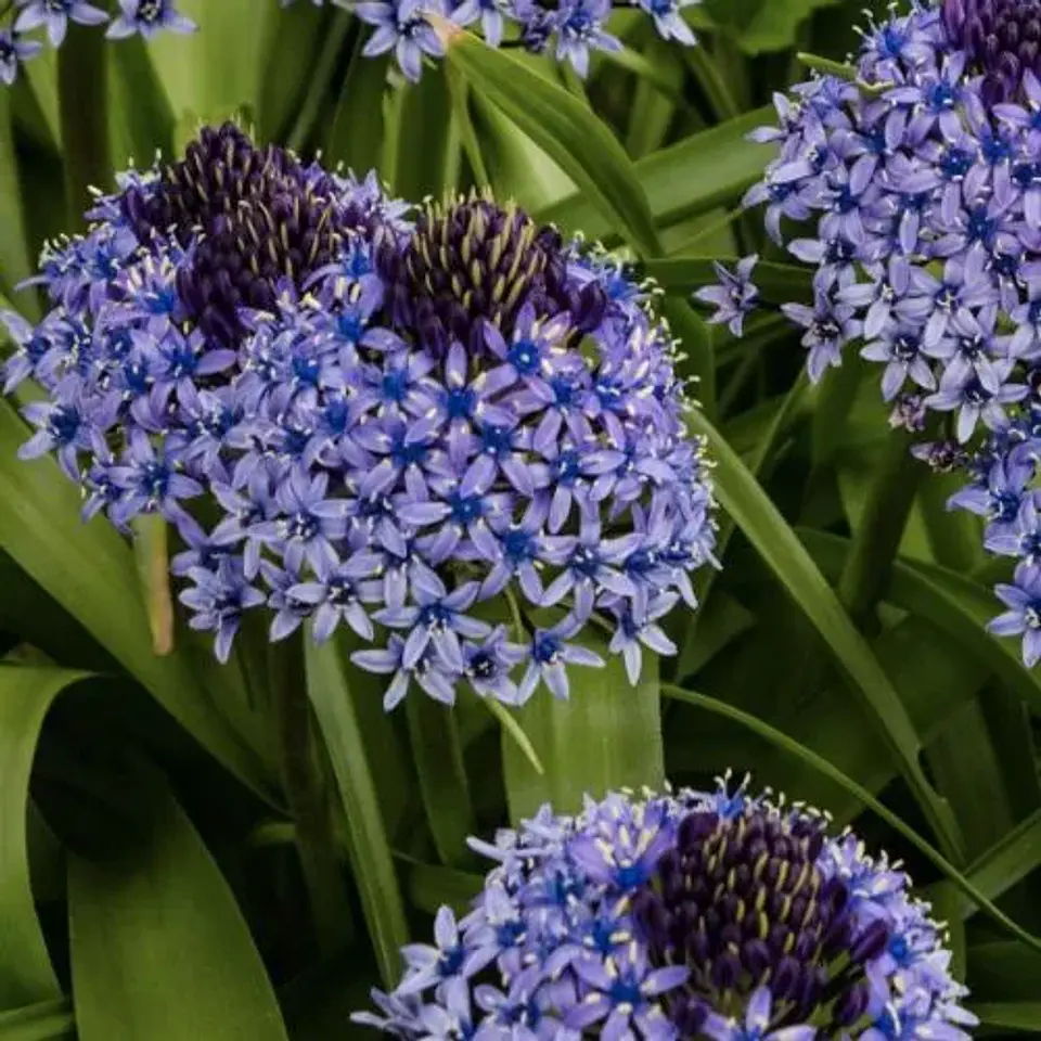 Scilla Peruviana 1