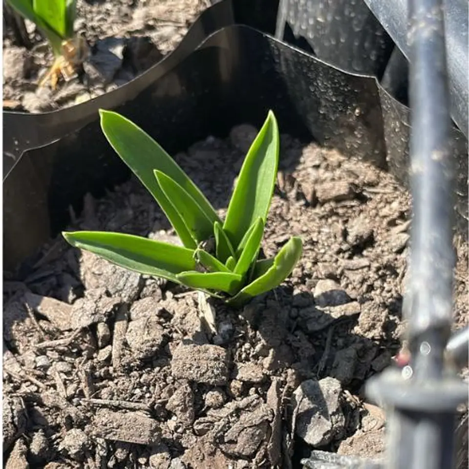 Scilla Peruviana 2