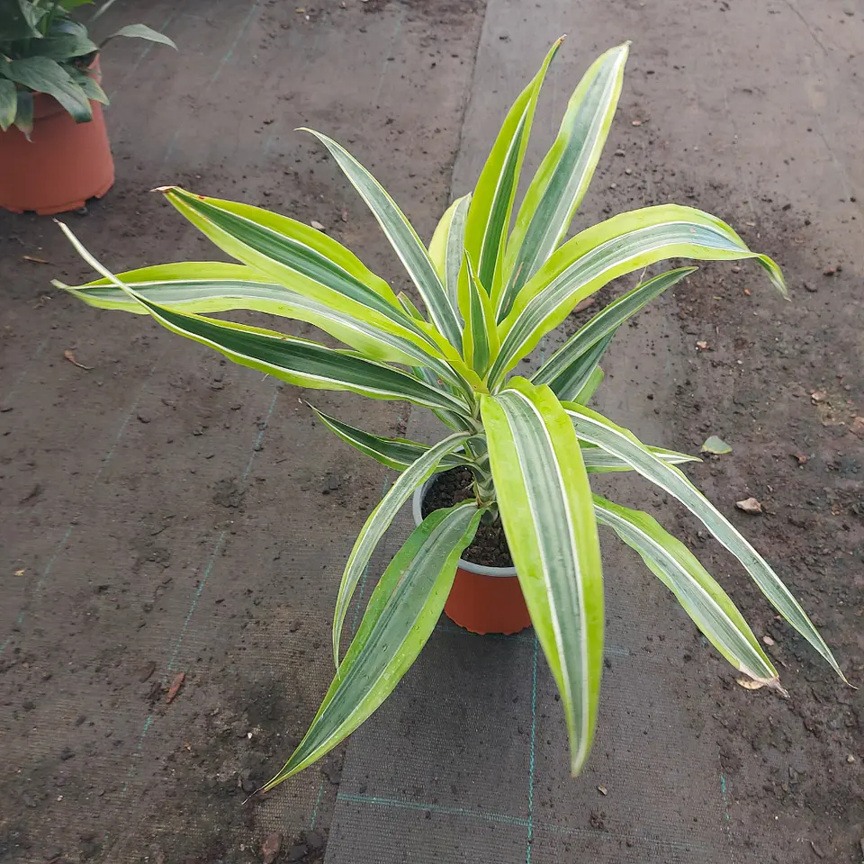 Dracena Limón 2
