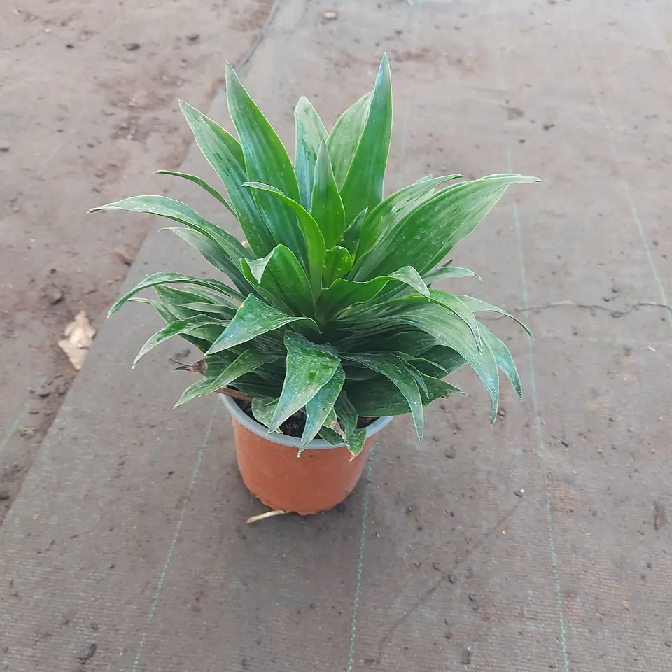 Dracena Compacta 1