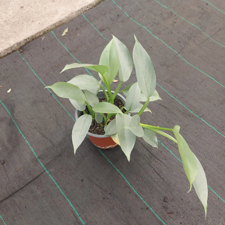 Philodendron Silver 3