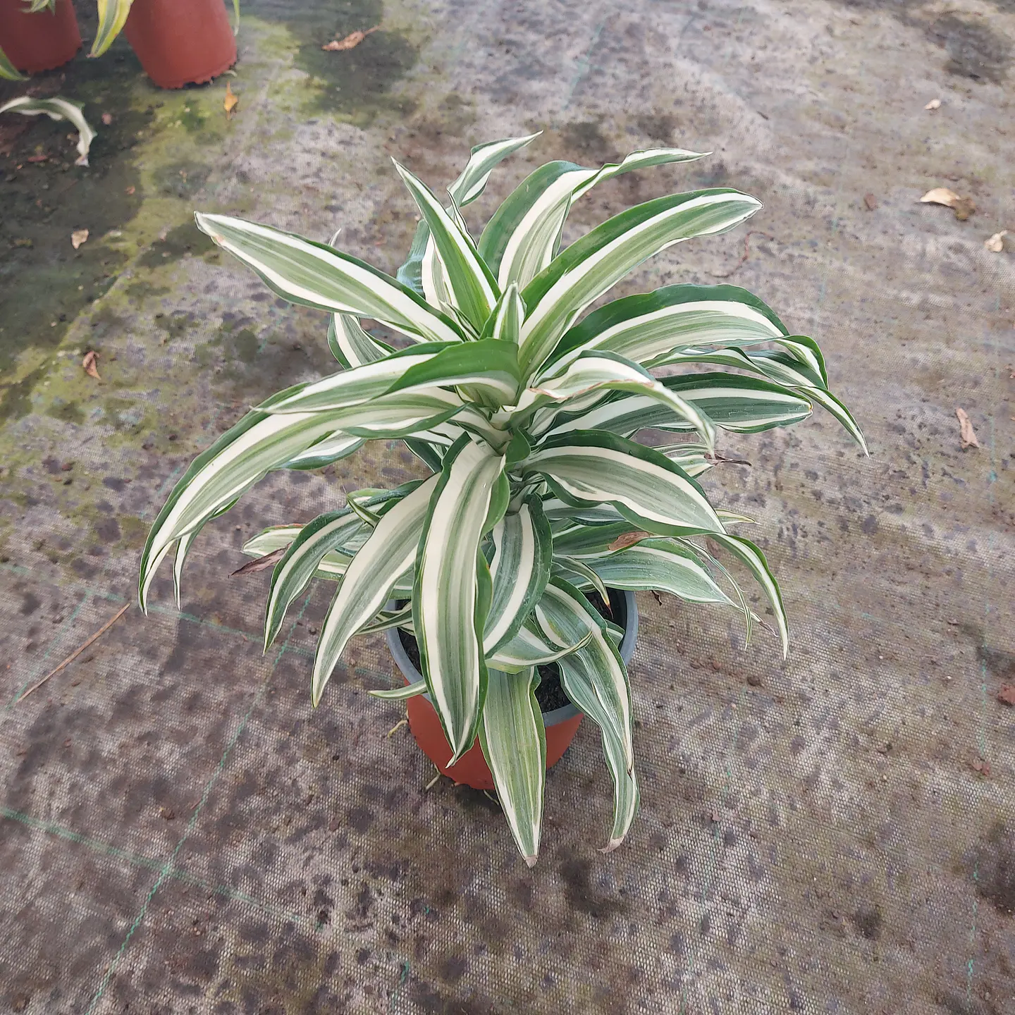 Dracena Warneki 1