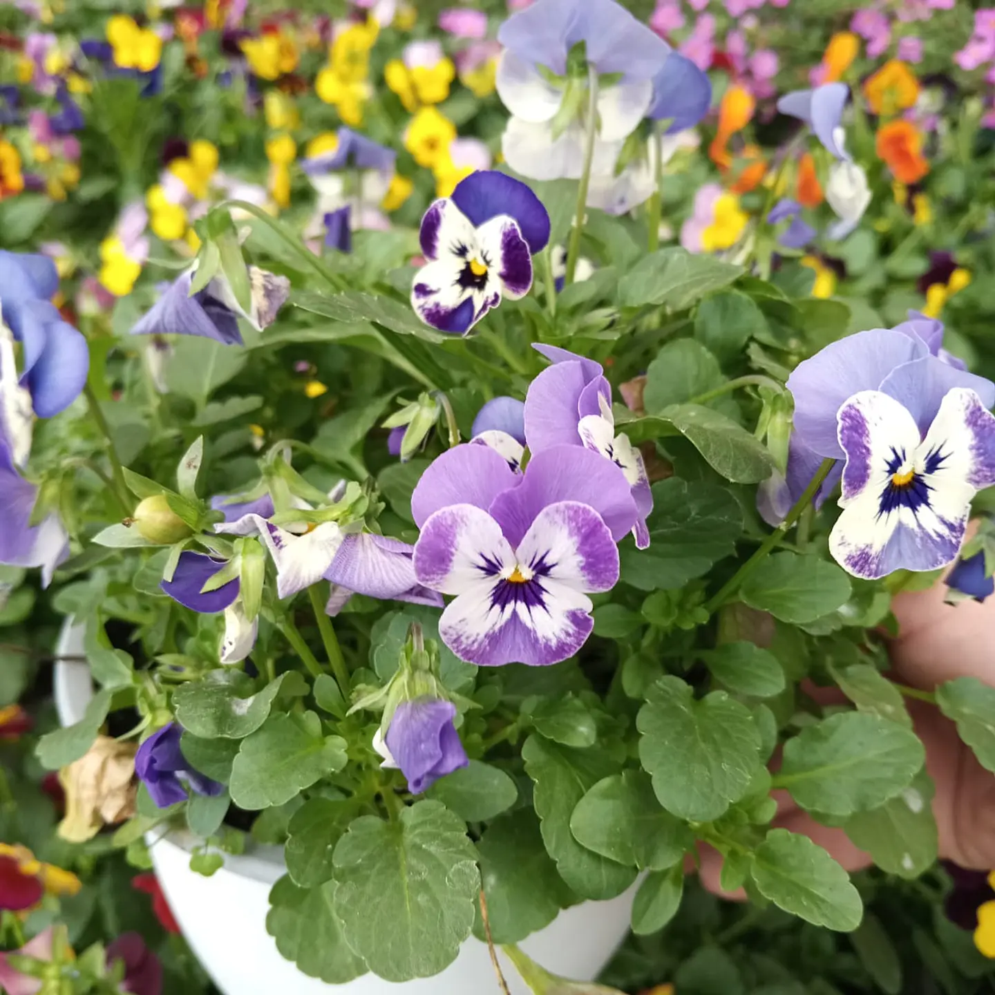 Viola mix 3 unidades  2