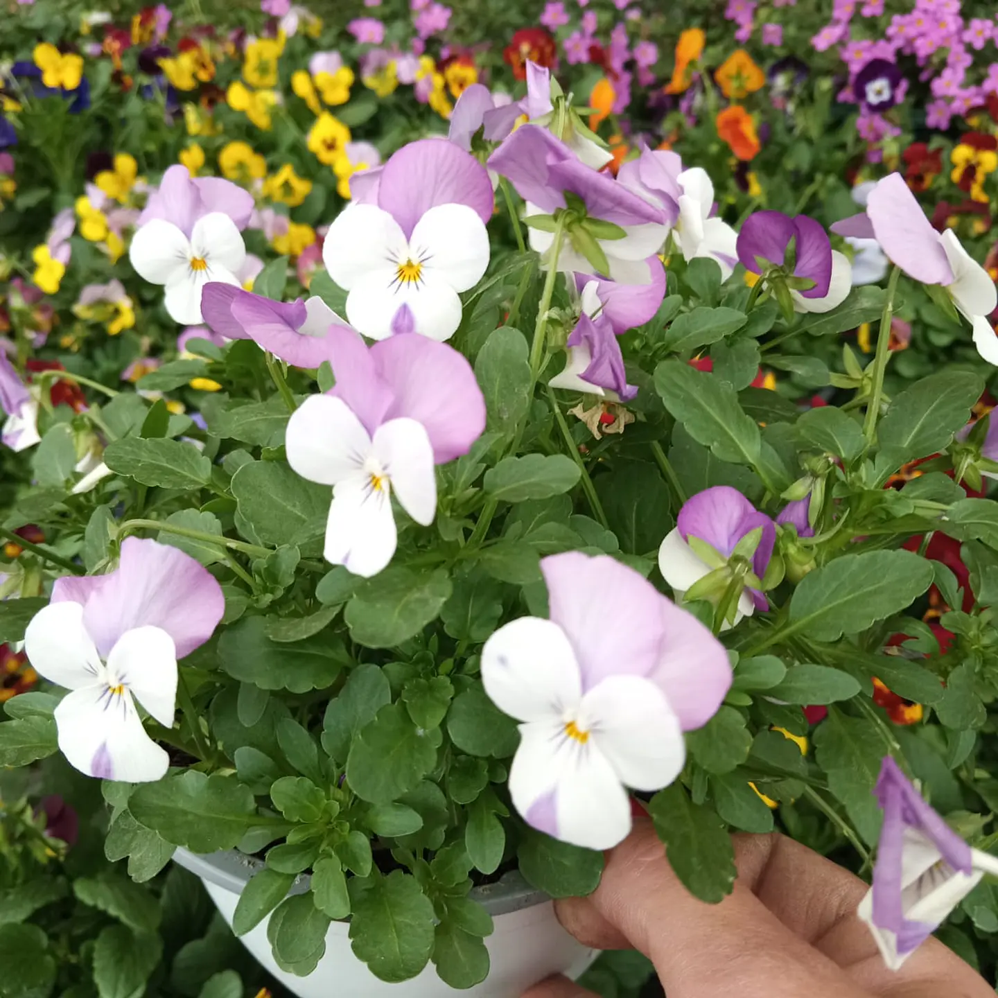 Viola mix 3 unidades  3