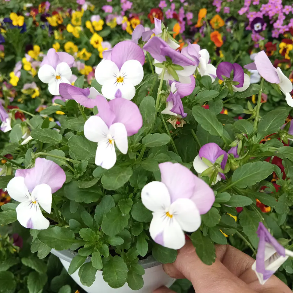 Viola mix 3 unidades  3