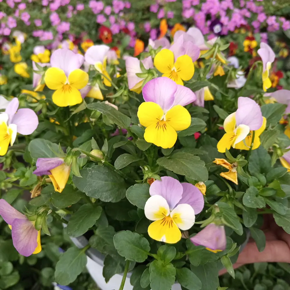 Viola mix 3 unidades  4