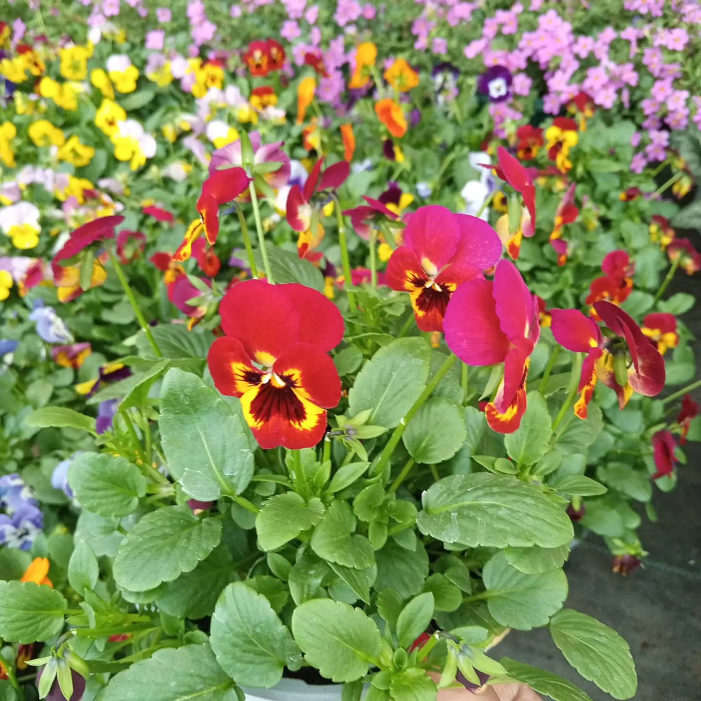 Viola mix 3 unidades  5