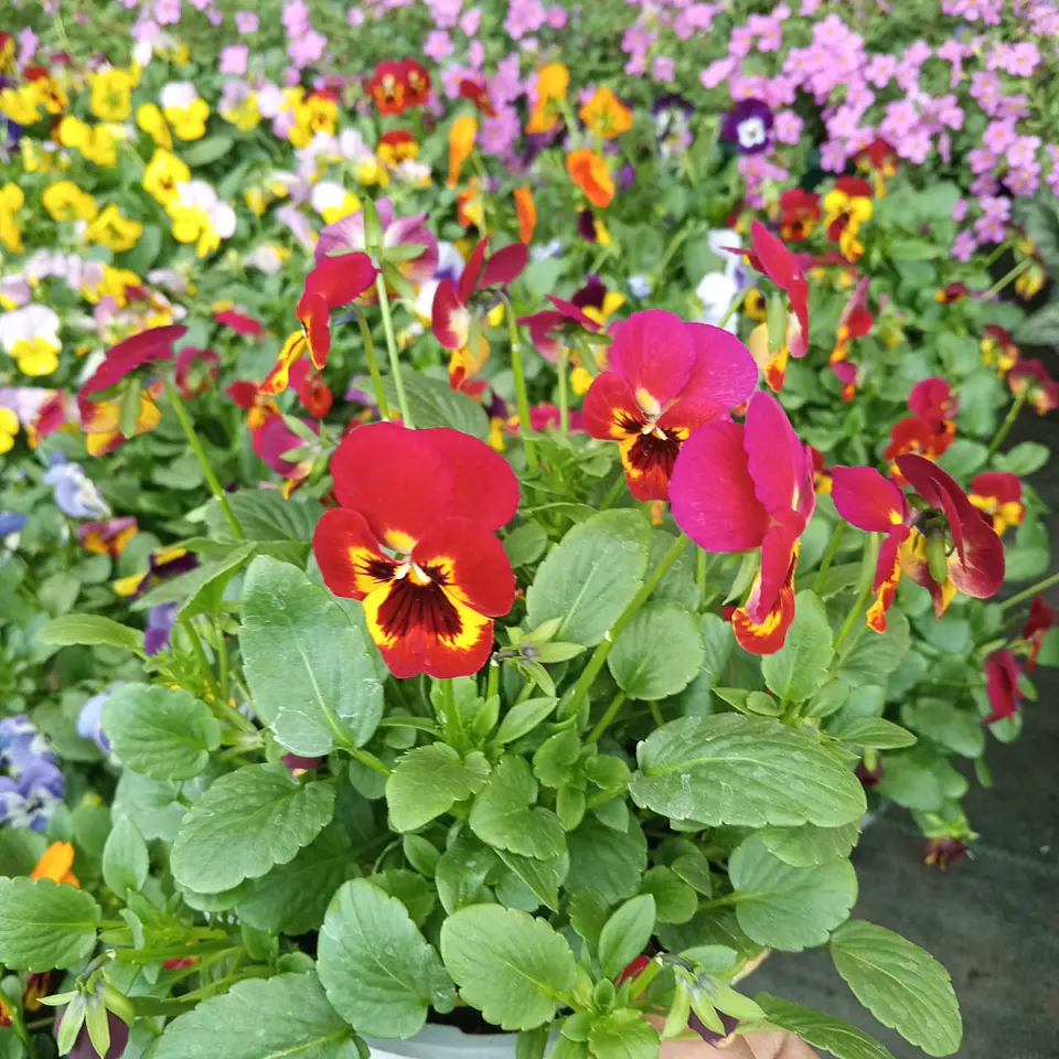 Viola mix 3 unidades  5