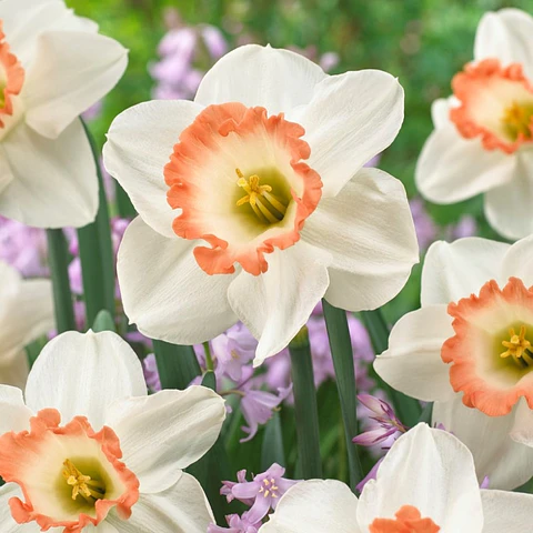 Narciso Pink Charm
