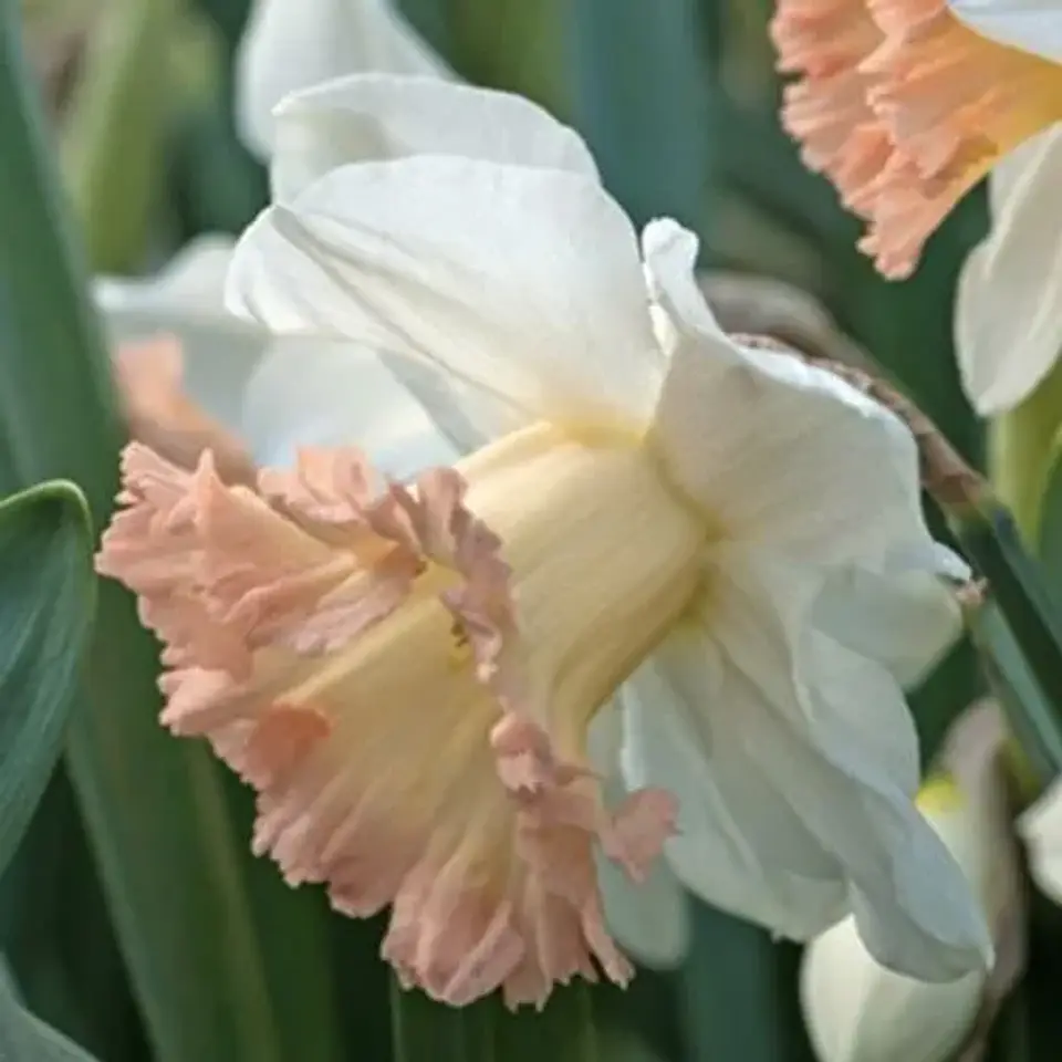 Narciso British Gamble 1