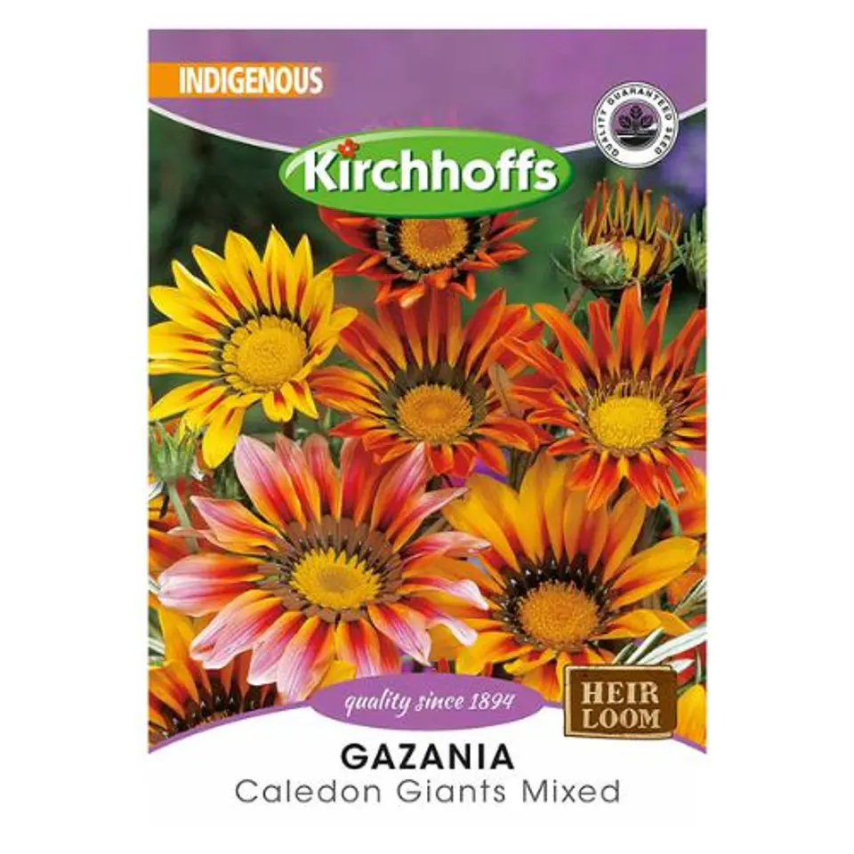Semillas de Gazania 1
