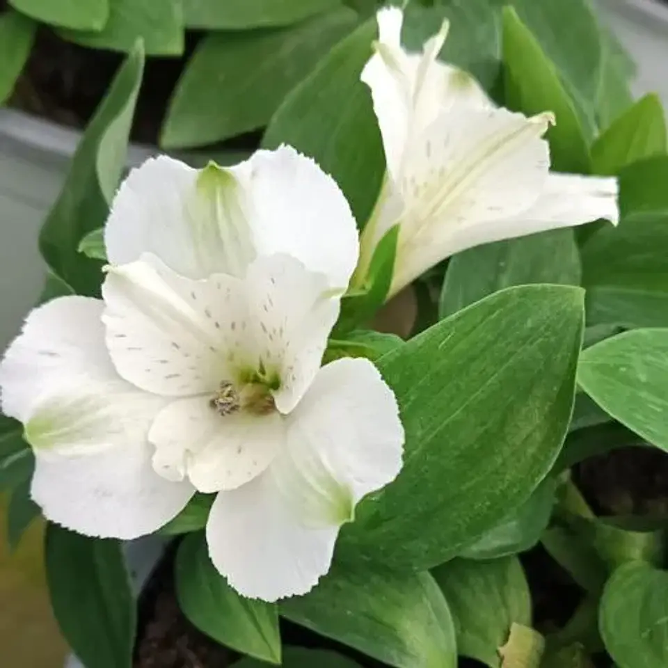 Alstroemeria 3