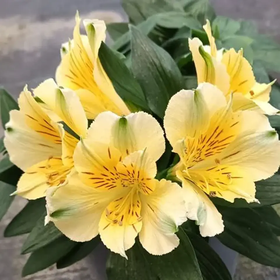 Alstroemeria 2