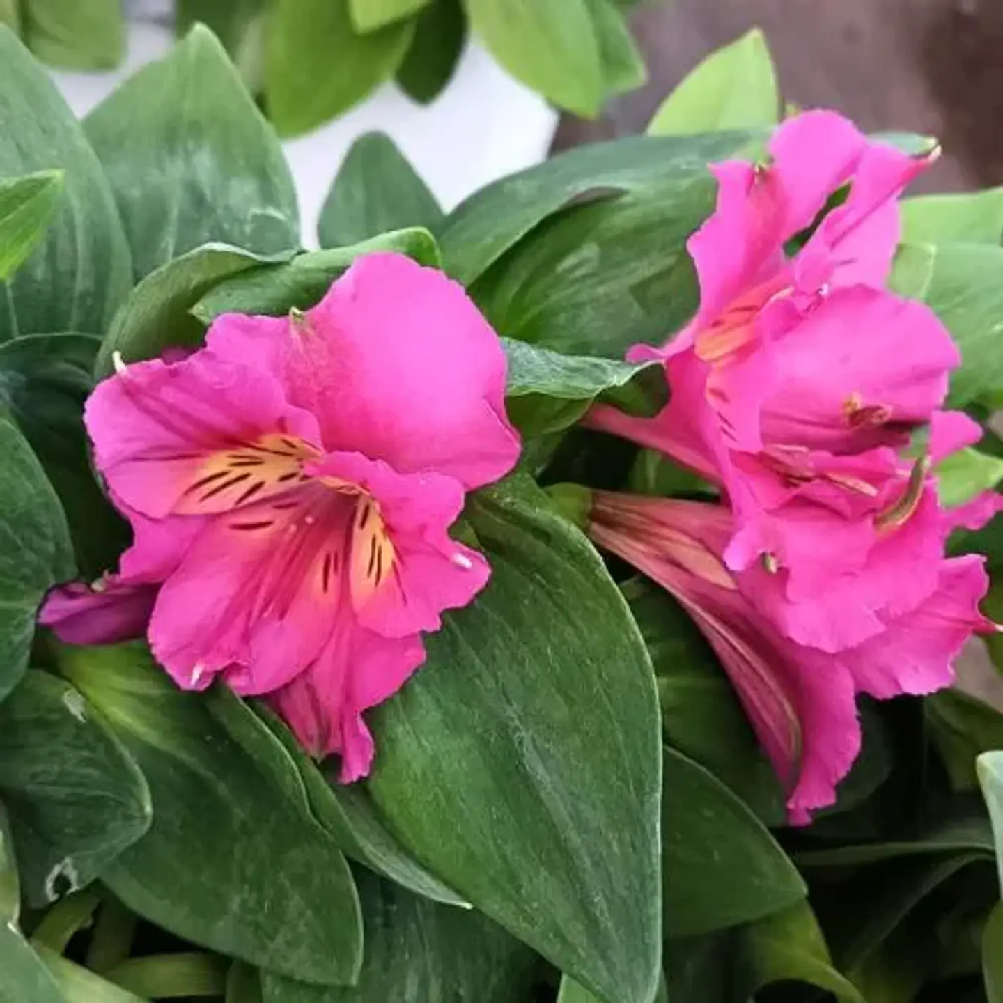 Alstroemeria 1