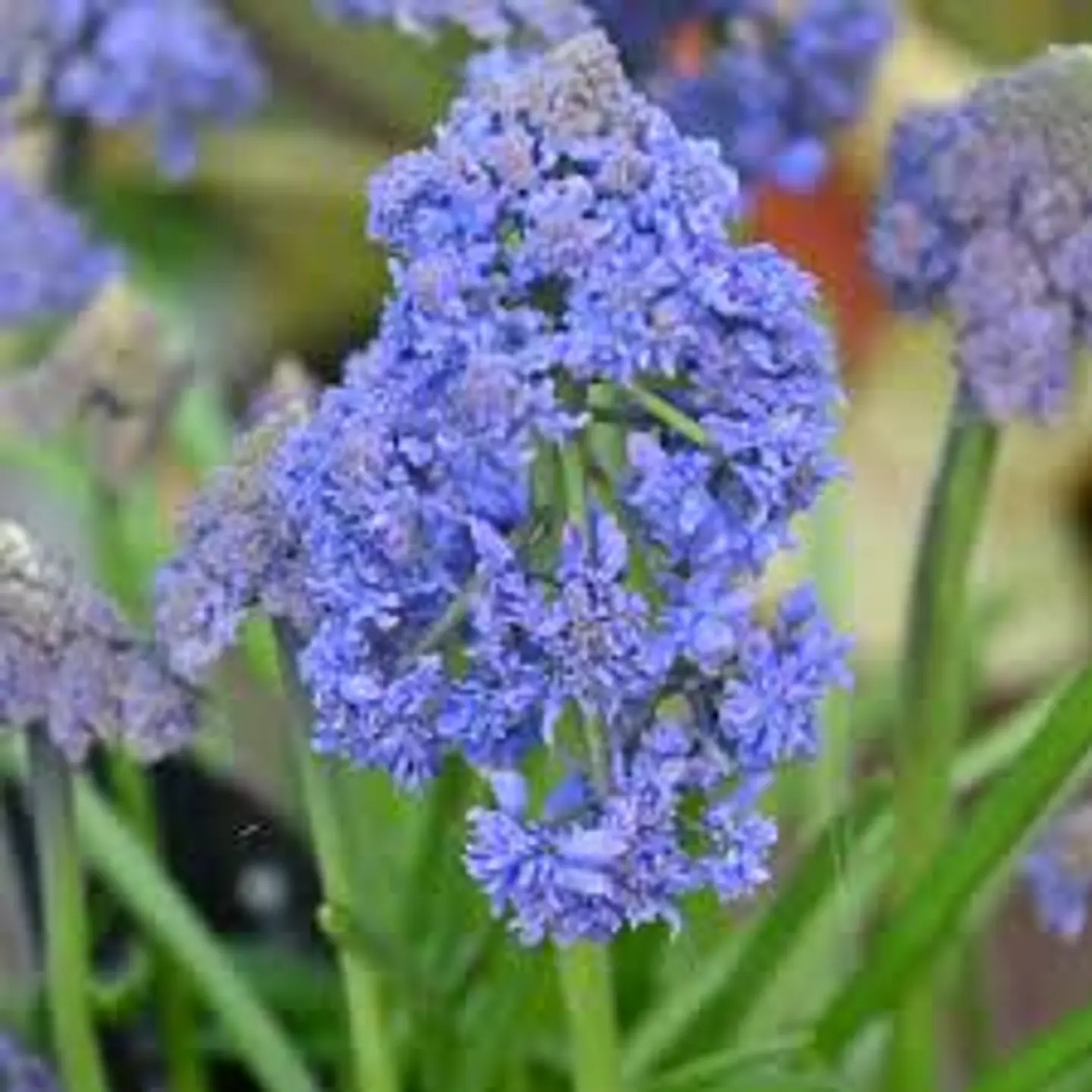 Muscari Fantasy 1