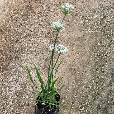 Allium Neapolitanum