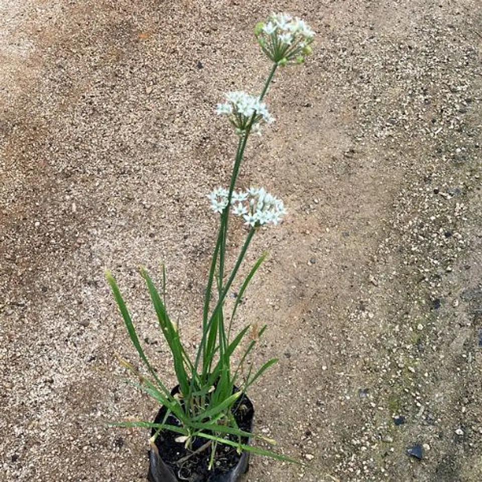 Allium Neapolitanum 2