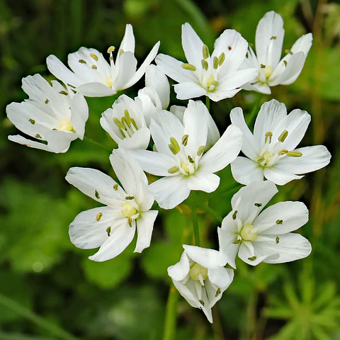 Allium Neapolitanum