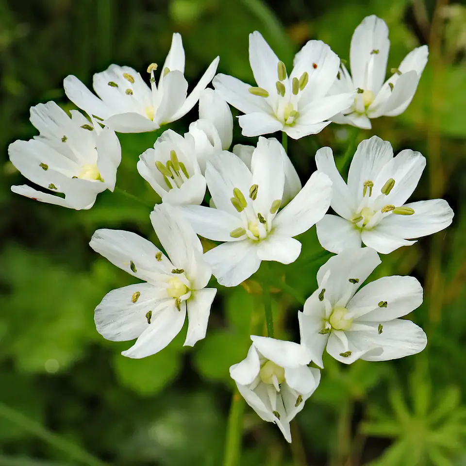 Allium Neapolitanum 1