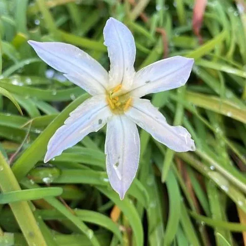 Ipheion Blanco