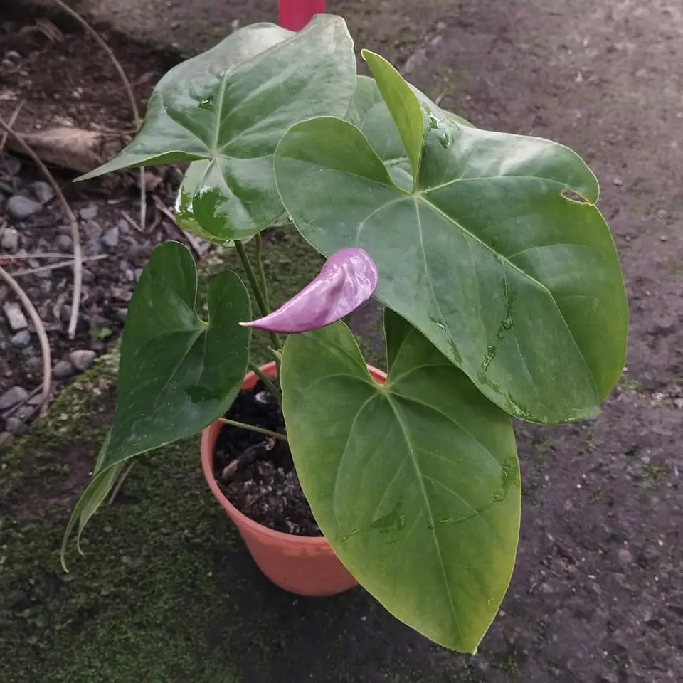 Anthurium andreanum 8