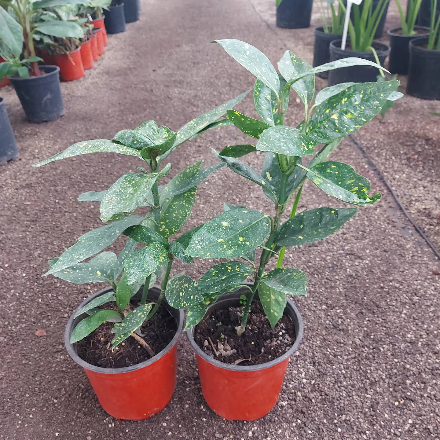 Aucuba 3
