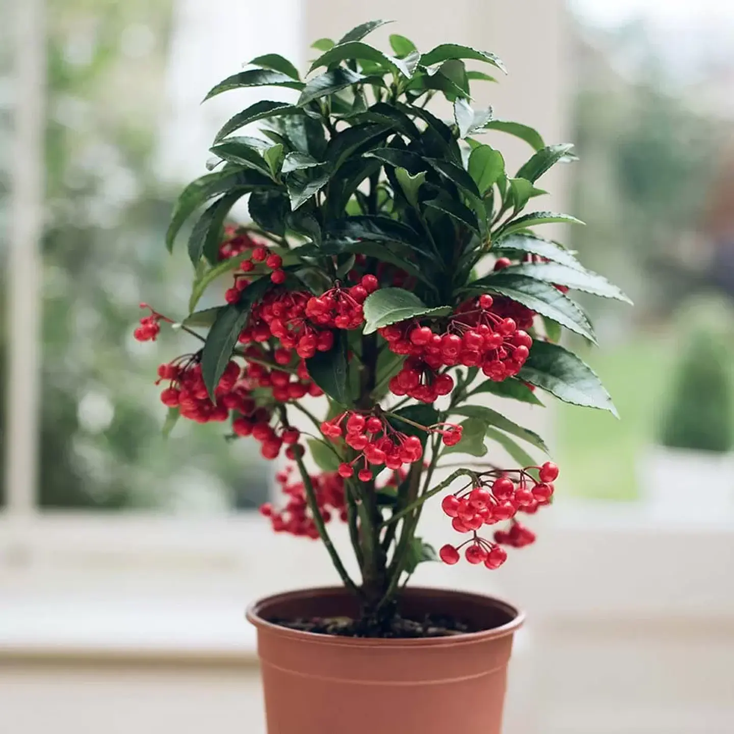 Ardisia Crenata 1
