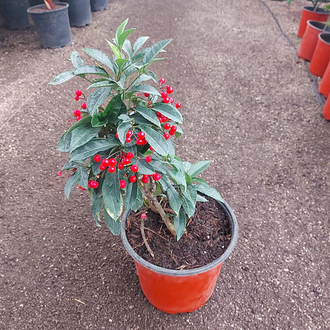 Ardisia Crenata