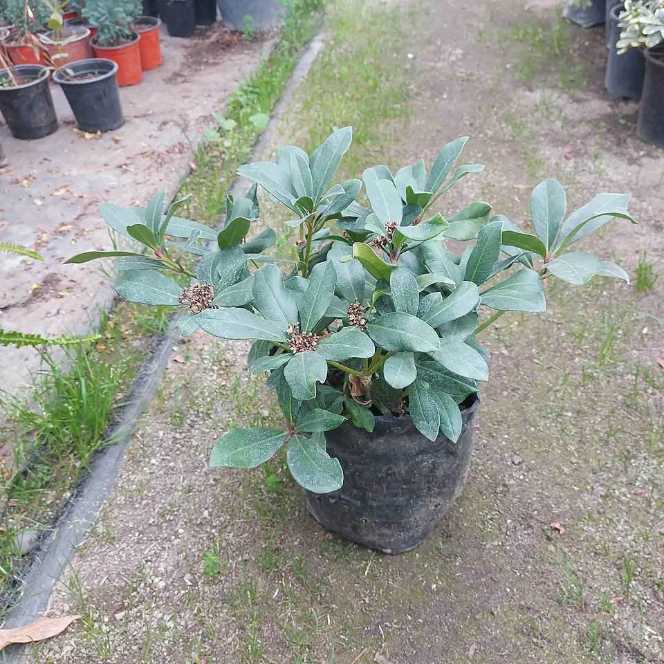 Skimmia japonica 1