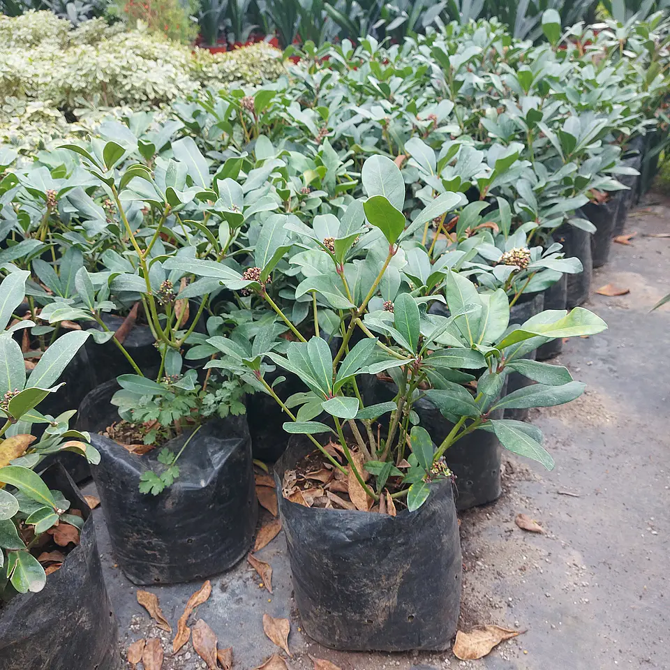 Skimmia japonica 2