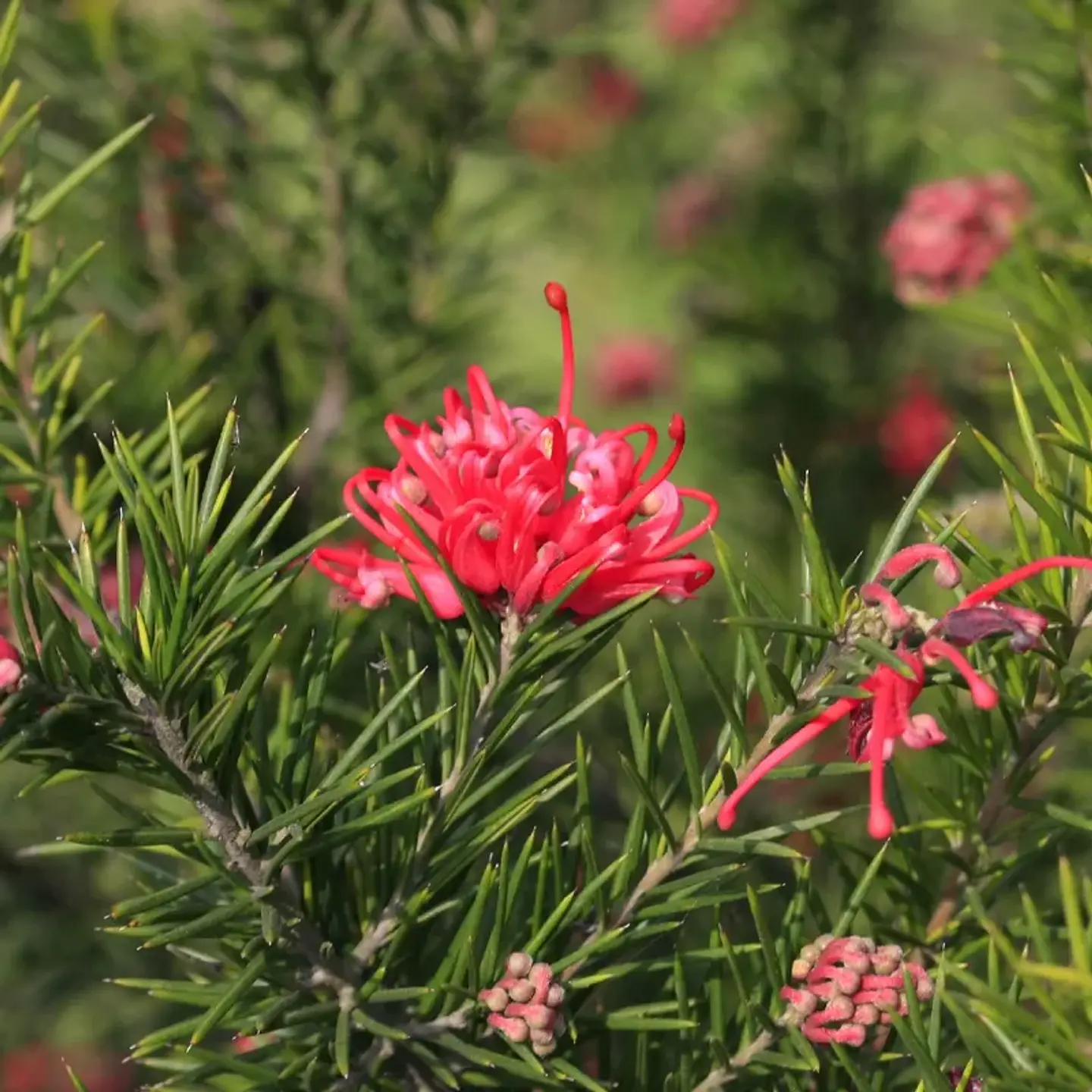 Grevillea juniperina 1
