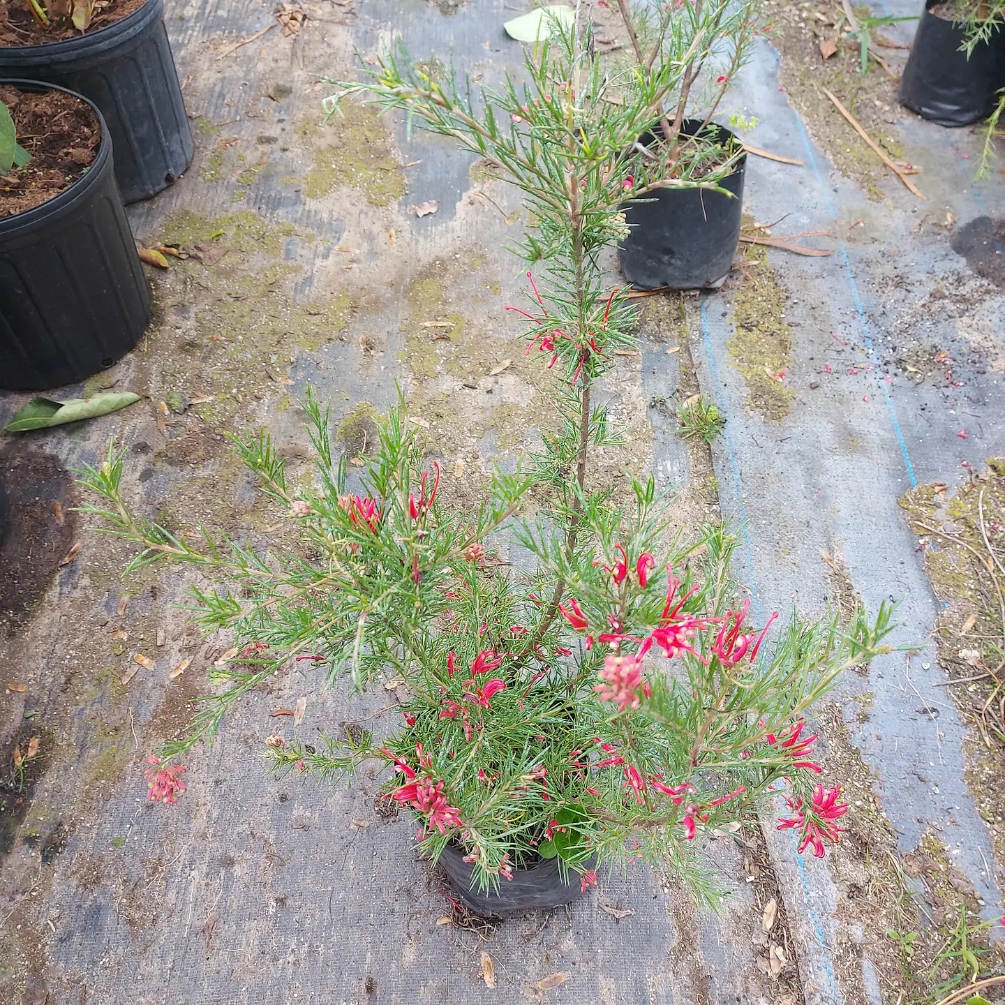 Grevillea juniperina 2