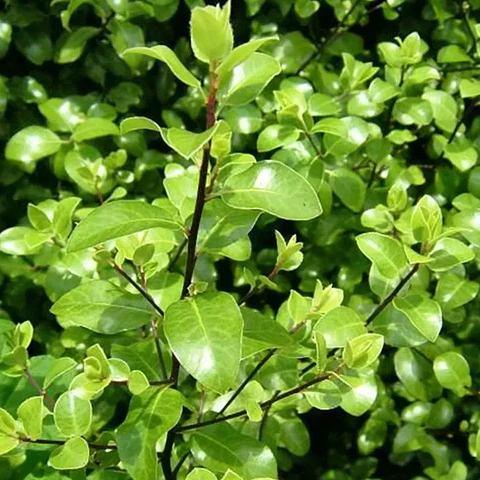 Pitosporo Nigricans enano