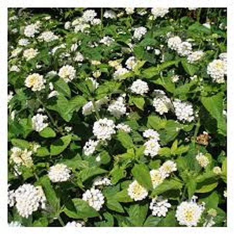 Lantana rastrera