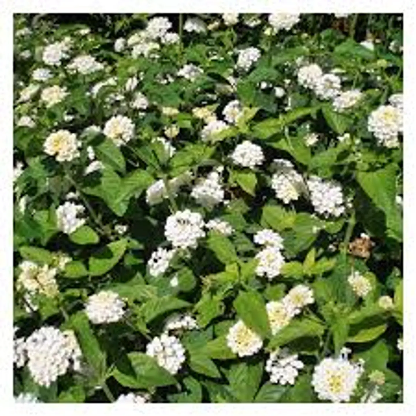 Lantana rastrera 1