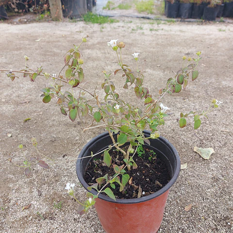 Lantana rastrera