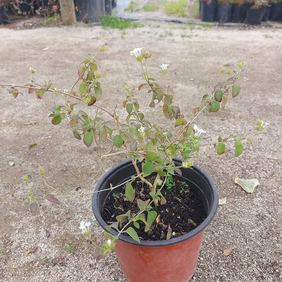 Lantana rastrera 2