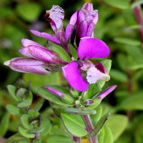Polygala