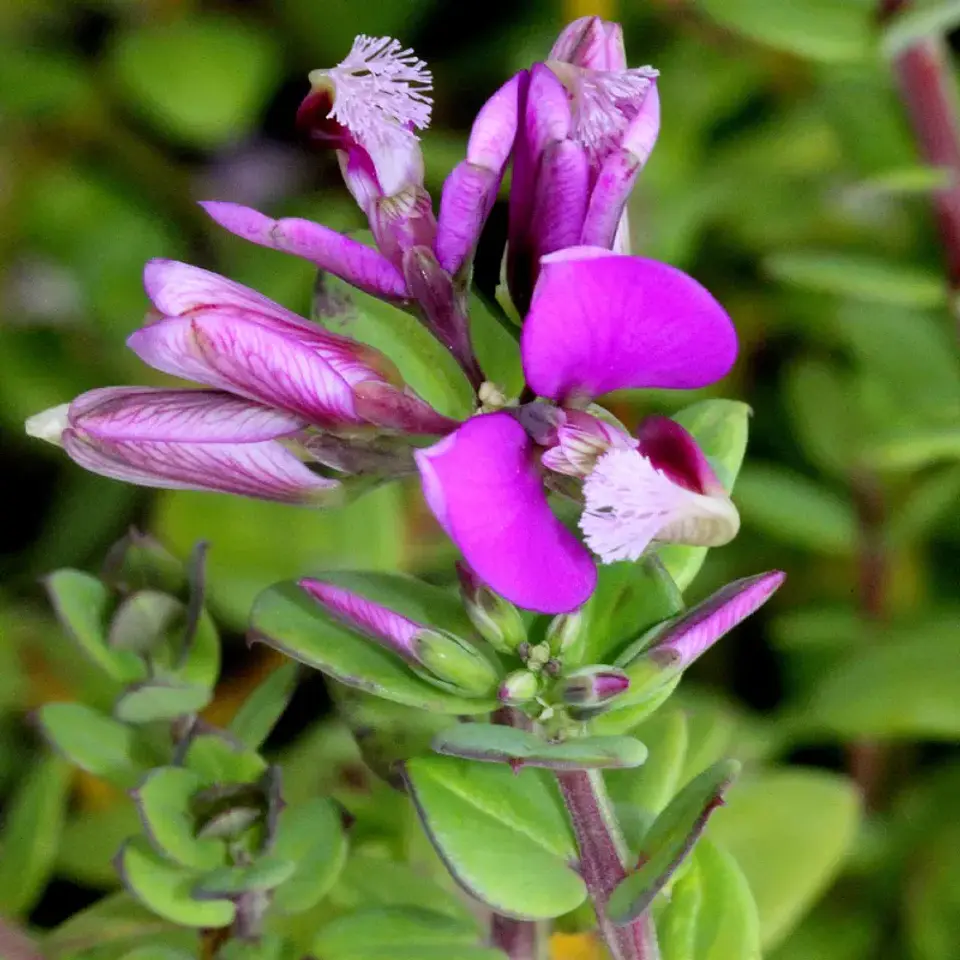 Polygala 1
