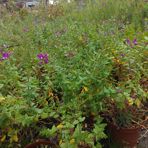 Polygala