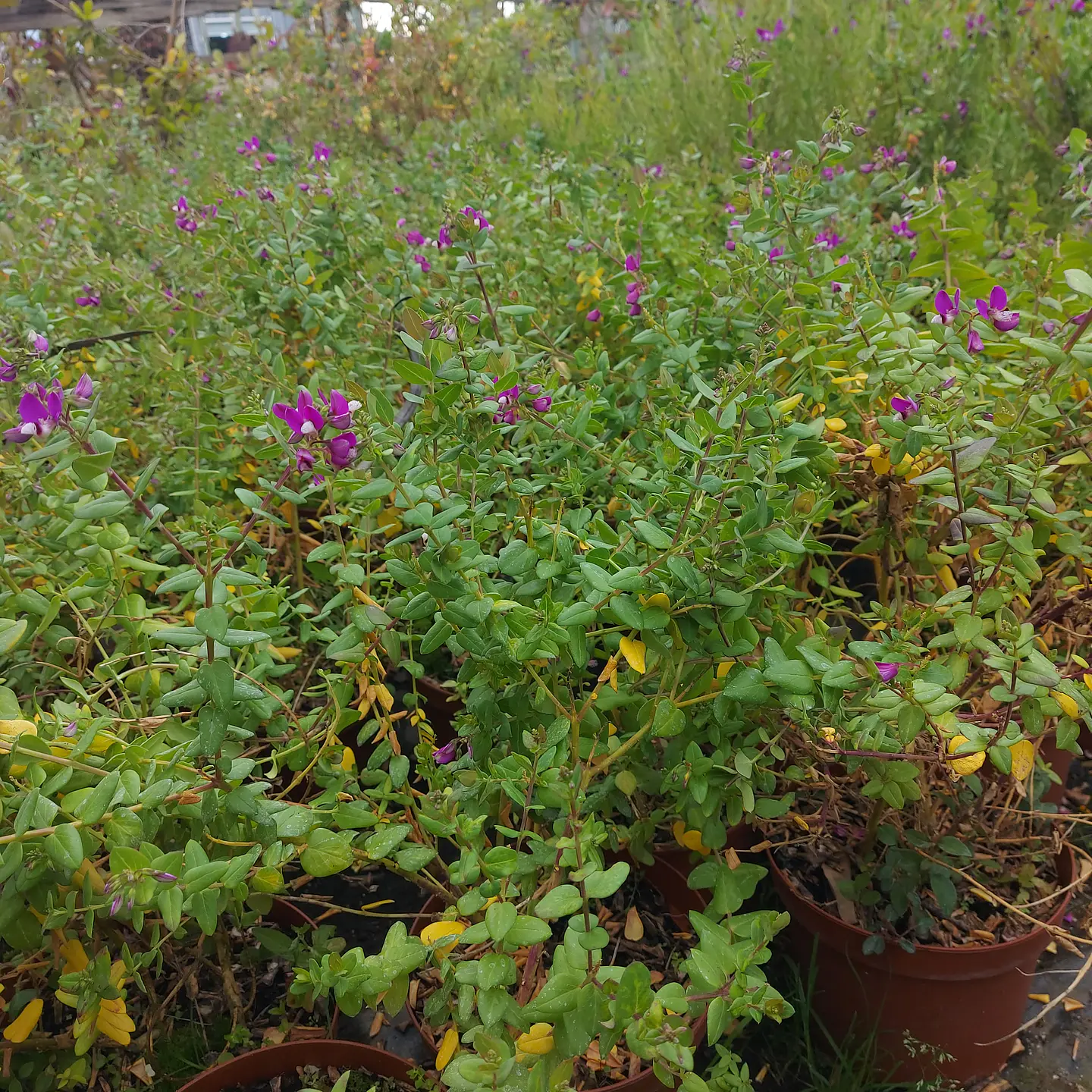 Polygala 2