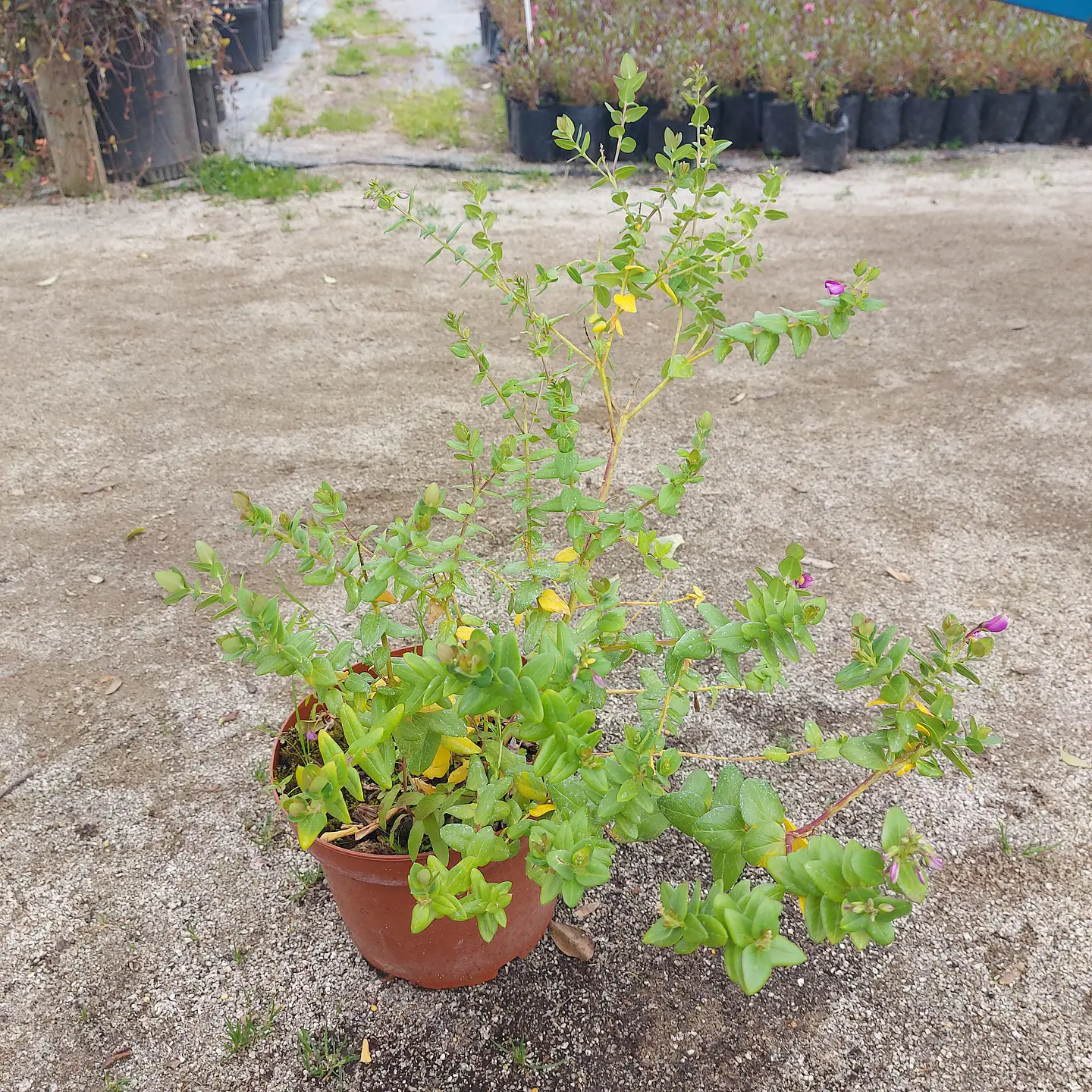 Polygala 3