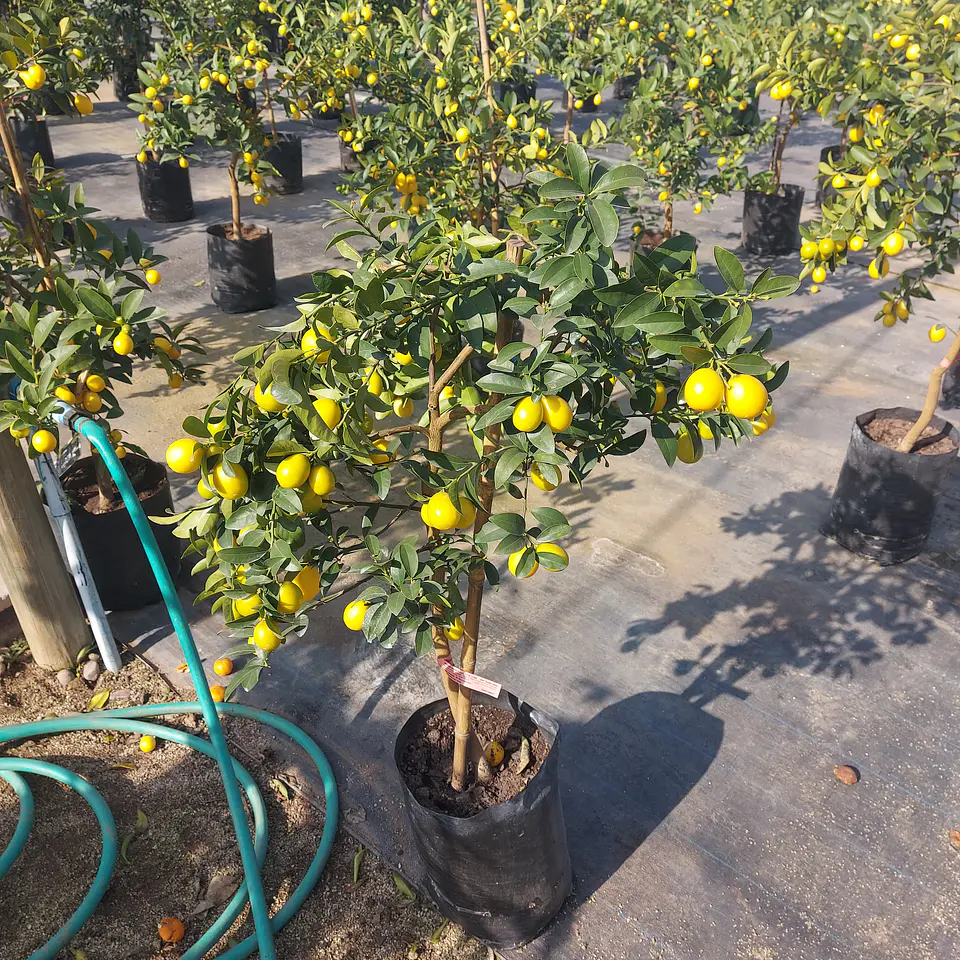 Limequat 1