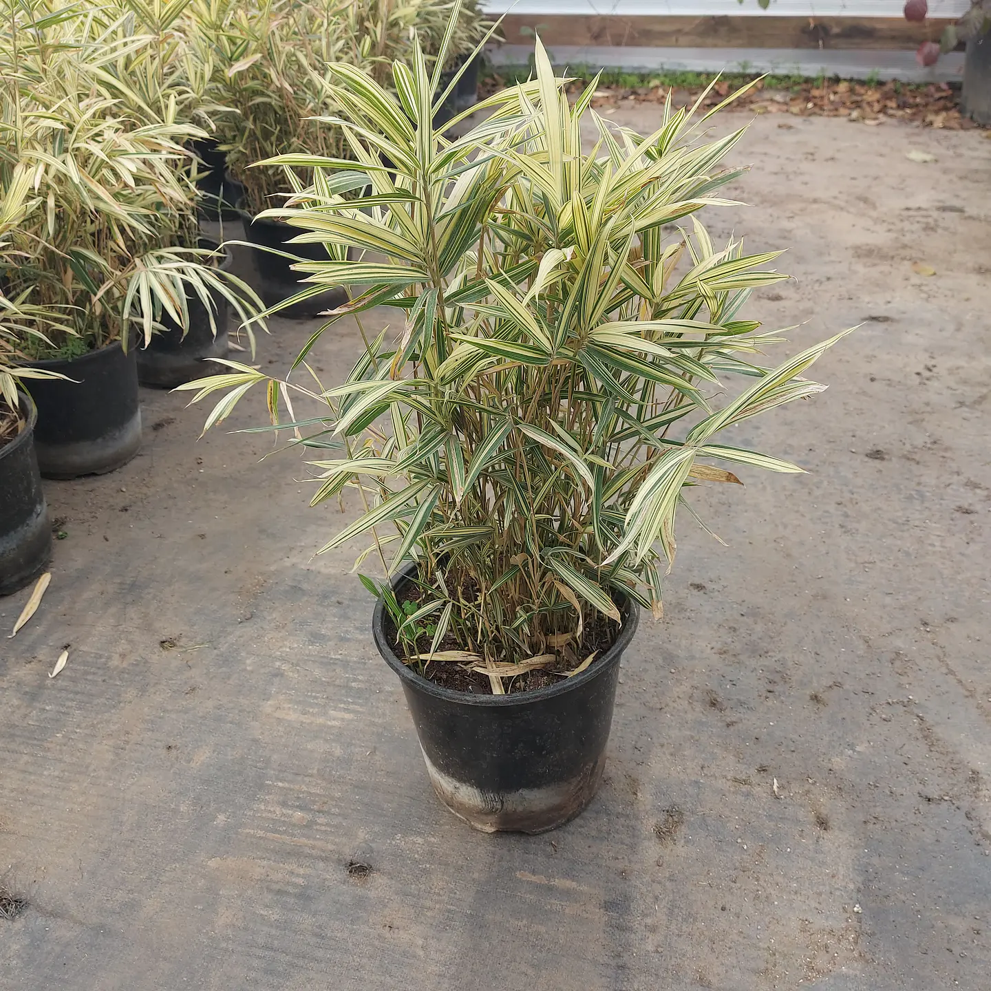 Bambú enano variegado 2