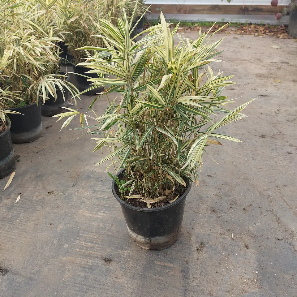 Bambú enano variegado 2